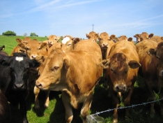 Coarse Blended Feeds are ideal for Dairy Heifers, Beef & Rearing Stock