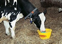 F1 ReStart drink for new calving cows provides rehydration, energy and calcium