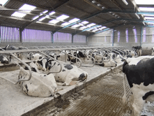 Nadins Hydramix will effectively control bacteria used alone or with a wide range of absorbent bedding materials on cow cubicles or with loose housed calves, cattle and other livestock