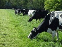Mineral supply for cows and for heifers is as important at grass as it is in the Winter