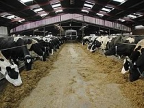 Rumen buffer and yeast help prevent acidosis and SARA / sub-acute acidosis in dairy cows