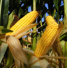There are some outstanding new forage maize varieties - high yielding and early