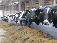 Minerals and Vitamins are an essential part of dairy cow nutrition