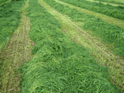 More frequent cutting of silage increases yeild per acre and the feed value of silage