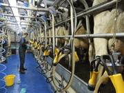 Reduce the cost of milk production