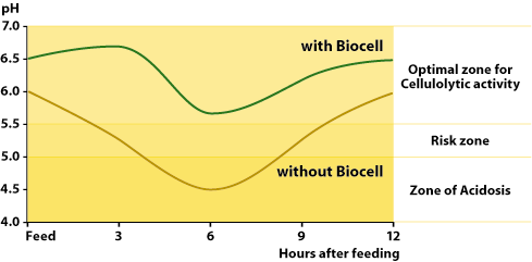 Biocell Live Yeast supplements containing Actisaf SC47, improve feed efficiency and reduce acidosis risk by helping to keeping rumen pH closer to optimum levels for efficient digestion between 6 ph and 7 pH
