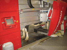 Good hygiene is essential in fully housed situations. Use Cluster-Flush on beds and housing as well as in the milking parlour