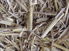 Mycotoxins are often present in straw 